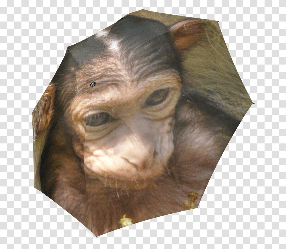 Sweet Baby Monkey Foldable Umbrella Common Chimpanzee, Face, Painting, Wildlife Transparent Png