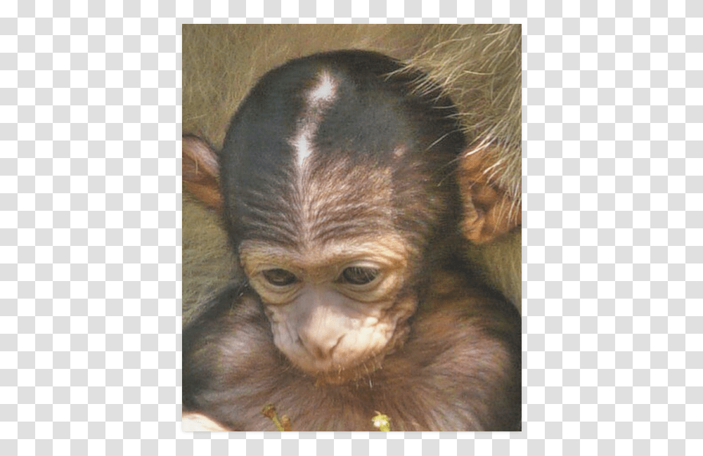 Sweet Baby Monkey Poster 20 X24 Common Chimpanzee, Ape, Wildlife, Mammal, Animal Transparent Png