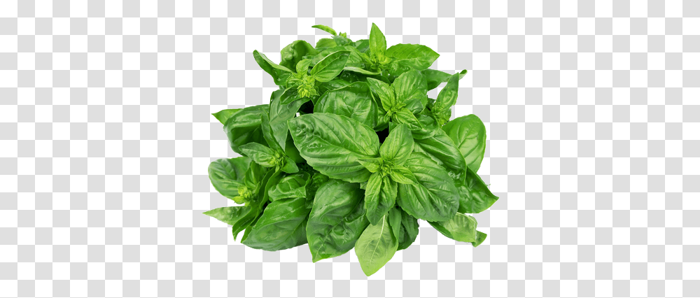 Sweet Basil 2 Image Basil Leaves, Plant, Spinach, Vegetable, Food Transparent Png