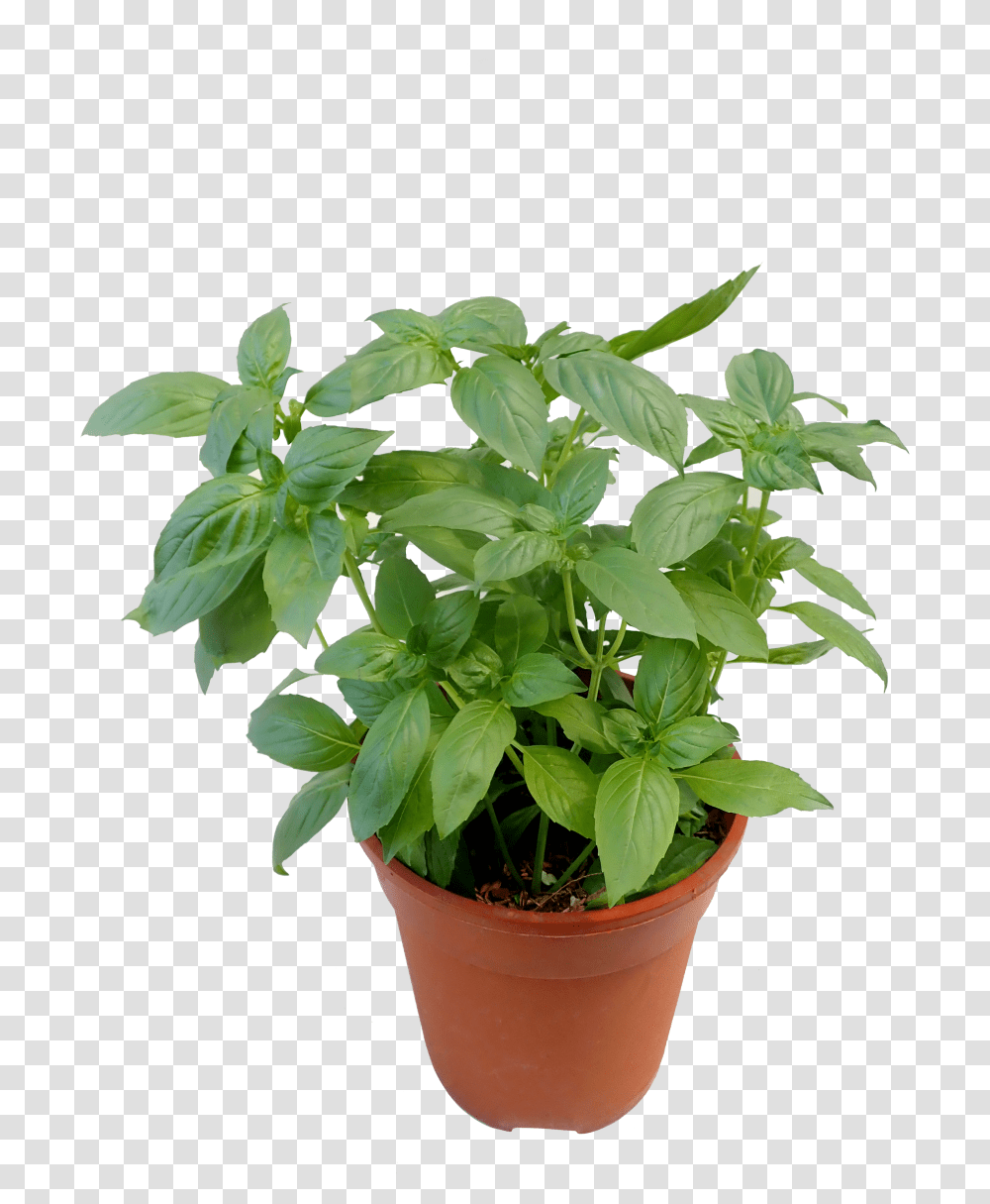 Sweet Basil Sweet Basil Plant, Leaf, Potted Plant, Vase, Jar Transparent Png