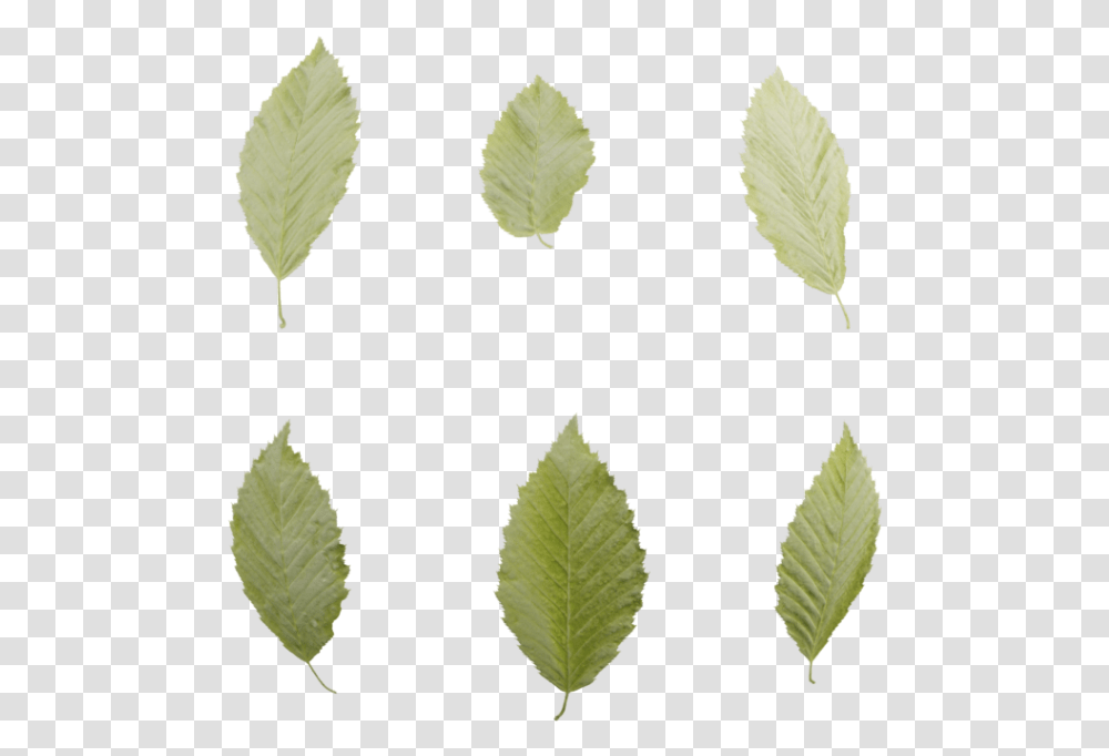 Sweet Birch, Leaf, Plant, Green, Tree Transparent Png