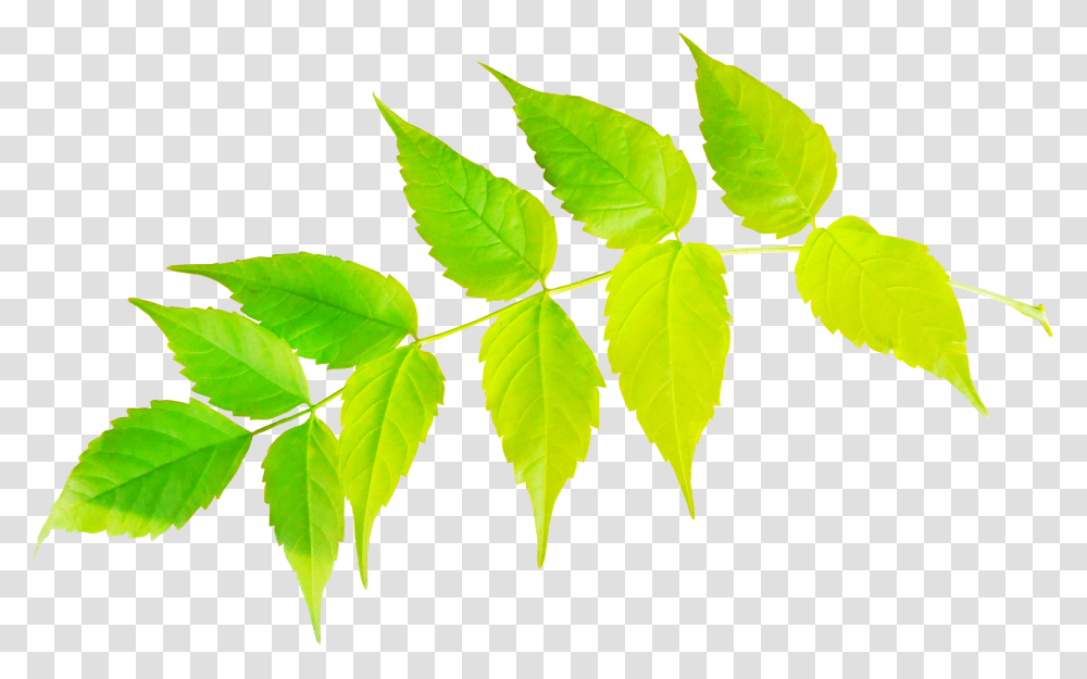 Sweet Birch, Leaf, Plant, Green, Vase Transparent Png