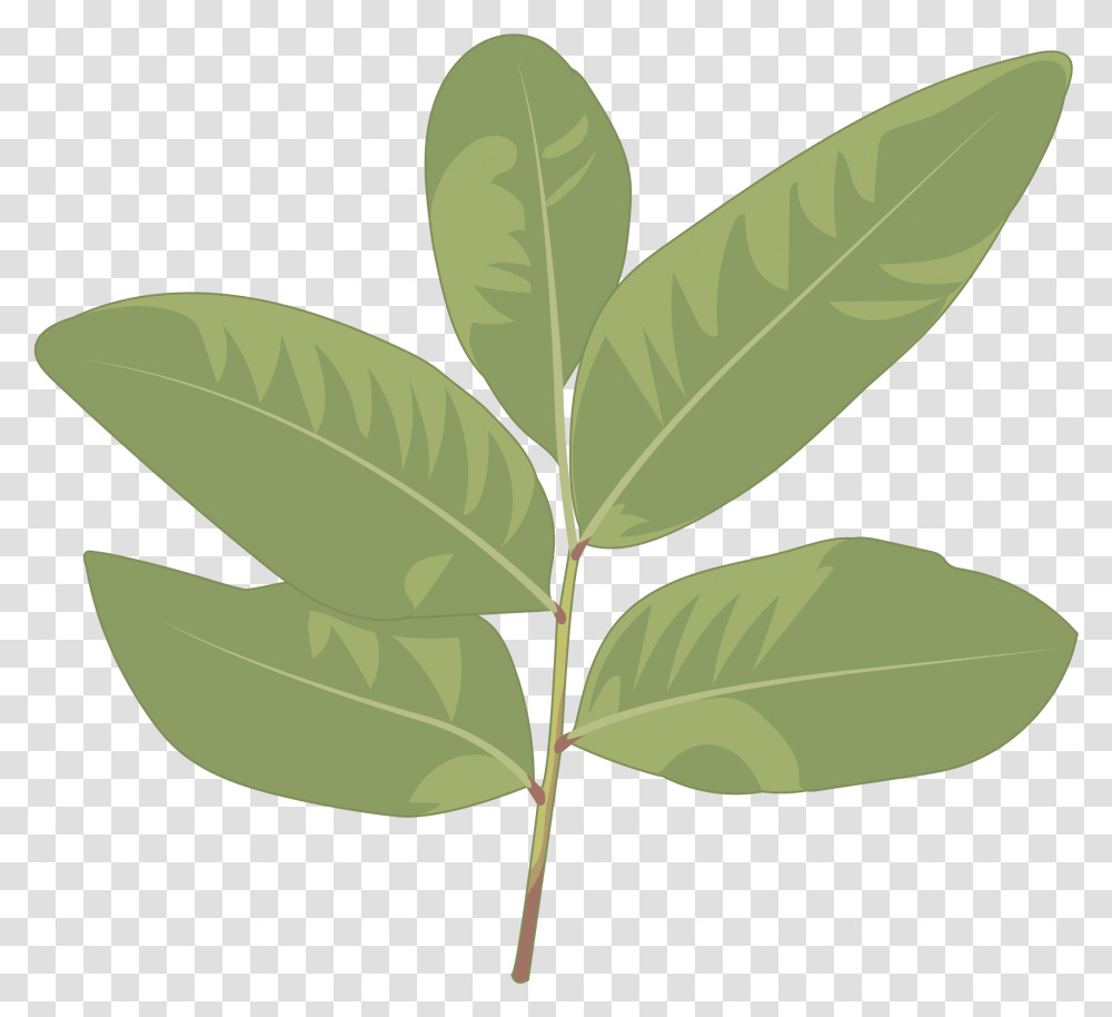 Sweet Birch, Leaf, Plant, Soil, Green Transparent Png