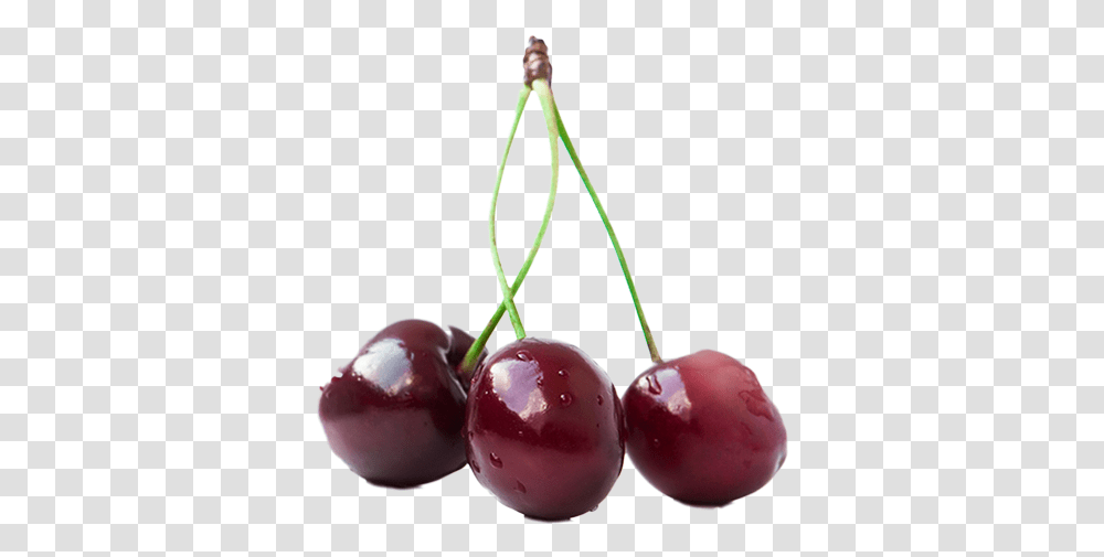 Sweet Cherry Black Cherry, Plant, Fruit, Food Transparent Png