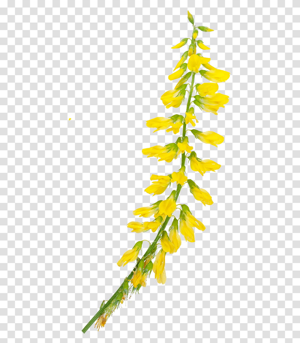 Sweet Clover, Plant, Flower, Astragalus, Tree Transparent Png