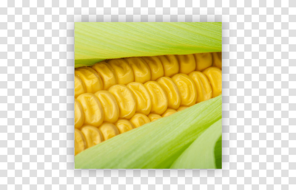 Sweet Corn Colorfulness, Plant, Vegetable, Food, Mat Transparent Png