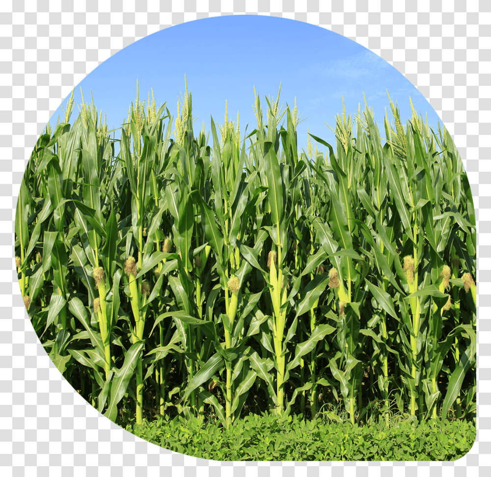 Sweet Corn Crop, Plant, Vegetable, Food, Produce Transparent Png