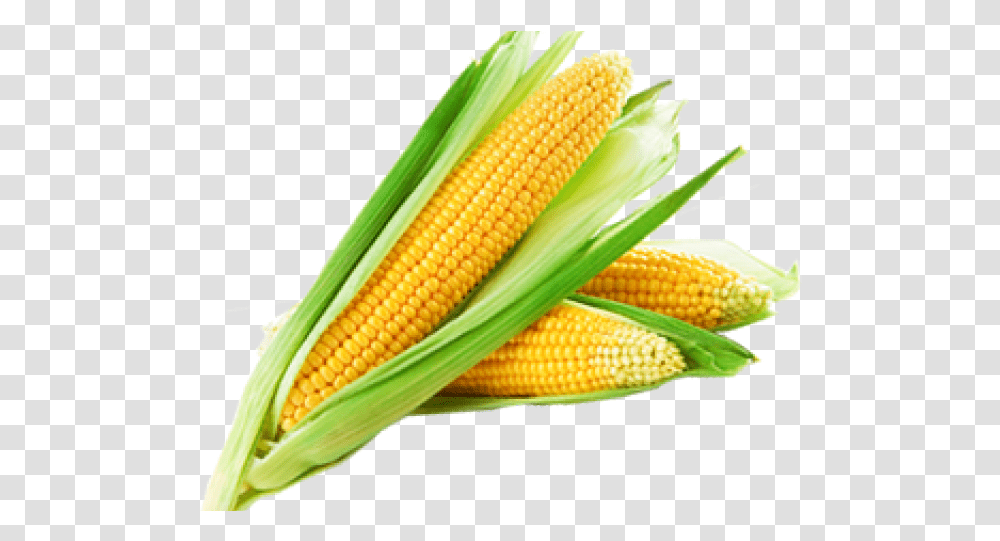 Sweet Corn, Plant, Vegetable, Food, Grain Transparent Png
