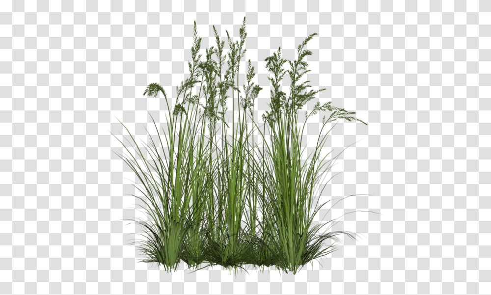 Sweet Grass Background Plant, Vegetation, Lawn, Bush, Woodland Transparent Png