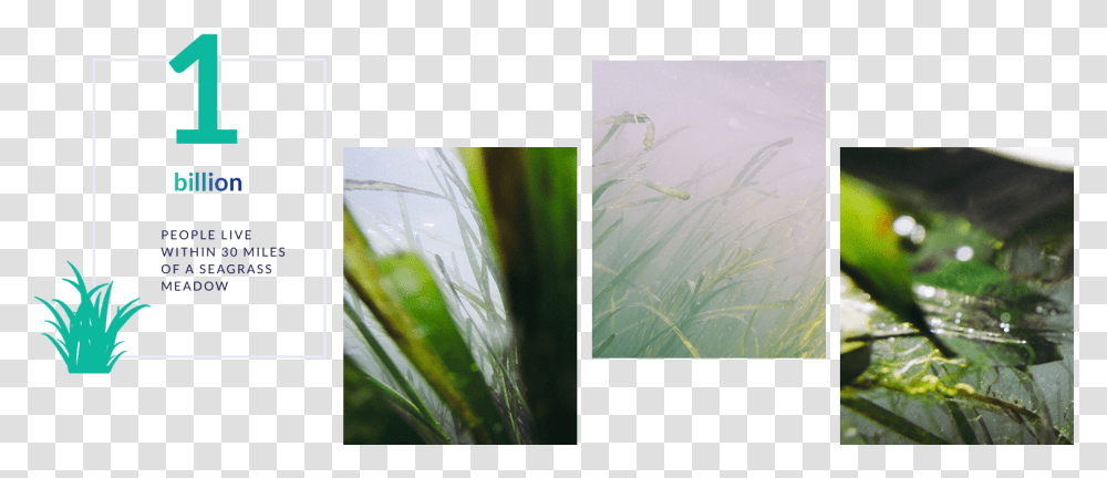 Sweet Grass, Collage, Poster, Advertisement, Plant Transparent Png