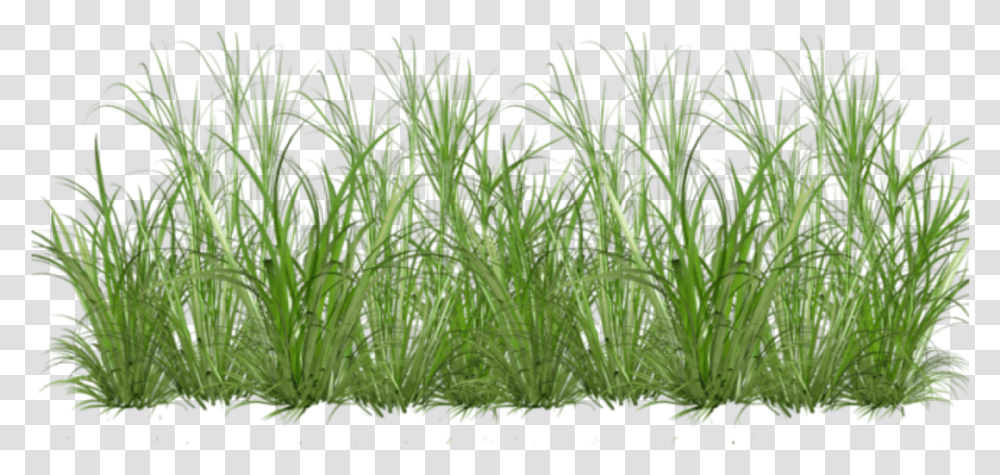Sweet Grass Download Cartoon Clear Background Grass, Plant, Lawn, Vegetation, Agropyron Transparent Png