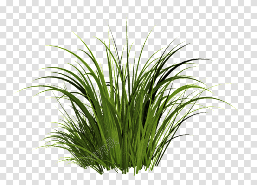 Sweet Grass Grass, Plant, Bush, Vegetation, Flower Transparent Png