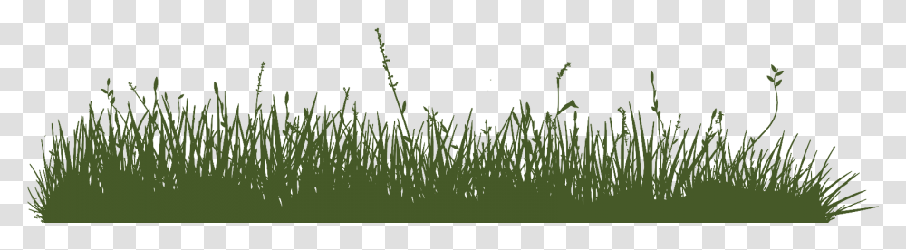 Sweet Grass, Green, Plant, Sport Transparent Png