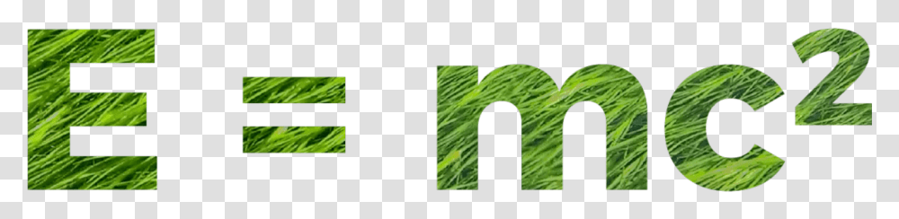 Sweet Grass, Green, Plant, Vegetation Transparent Png