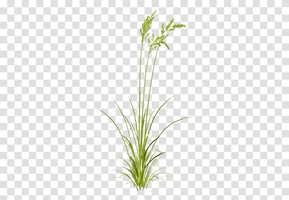 Sweet Grass Image Grasses Watercolor, Plant, Flower, Blossom, Daffodil Transparent Png