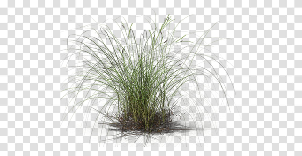 Sweet Grass, Plant, Bush, Vegetation, Lawn Transparent Png