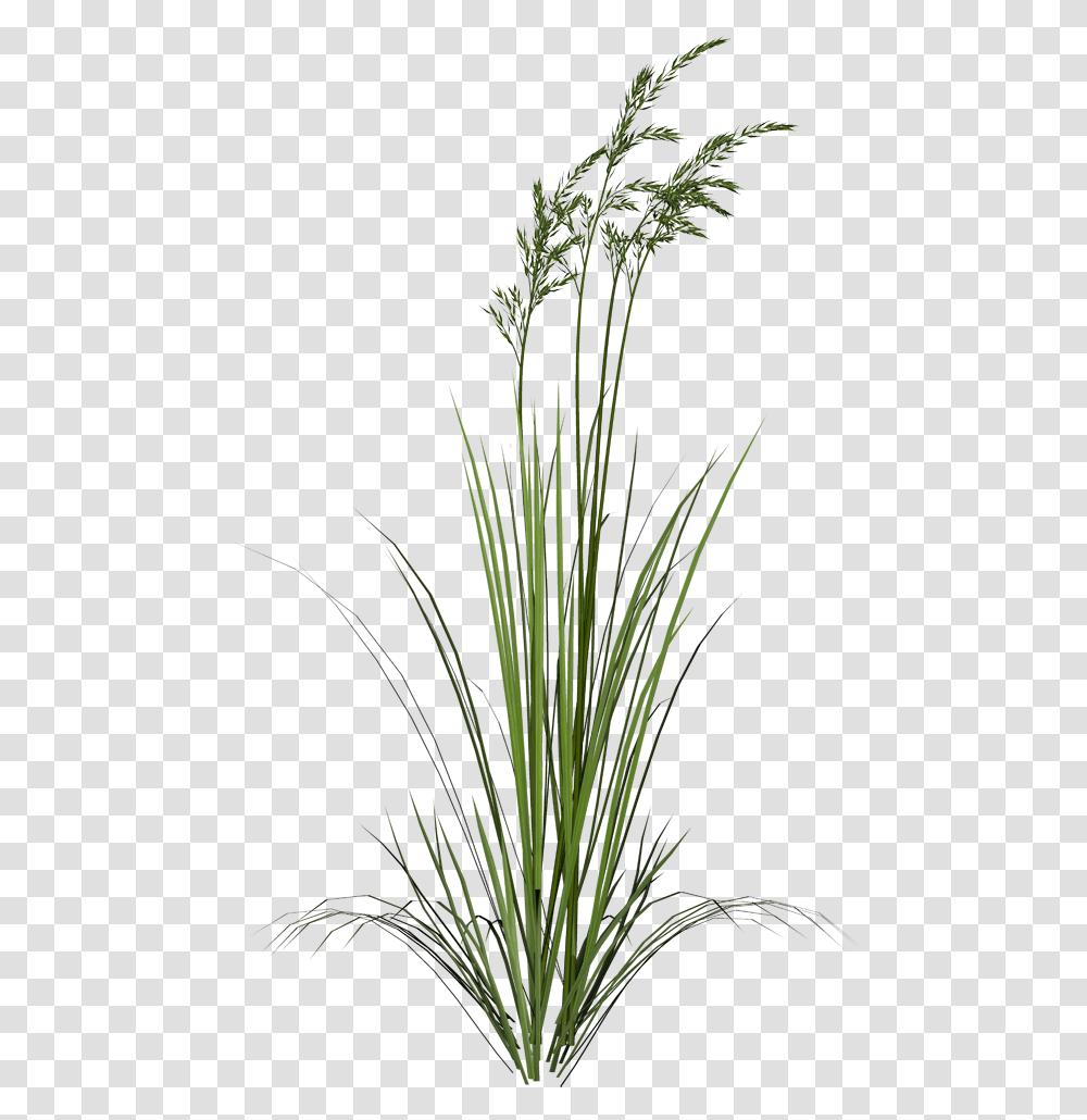 Sweet Grass, Plant, Flower, Blossom Transparent Png
