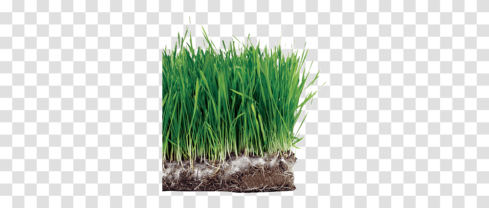 Sweet Grass, Plant, Food, Vegetable, Produce Transparent Png