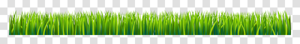 Sweet Grass, Plant, Green, Leaf, Lawn Transparent Png