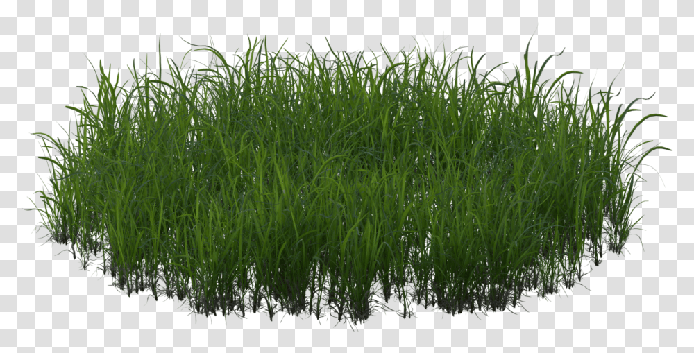 Sweet Grass, Plant, Lawn, Agropyron Transparent Png