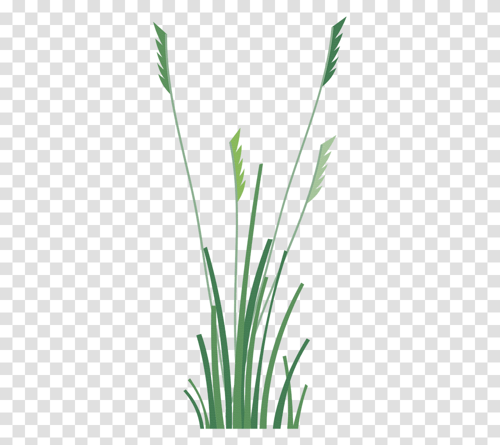 Sweet Grass, Plant, Lawn, Flower, Blossom Transparent Png
