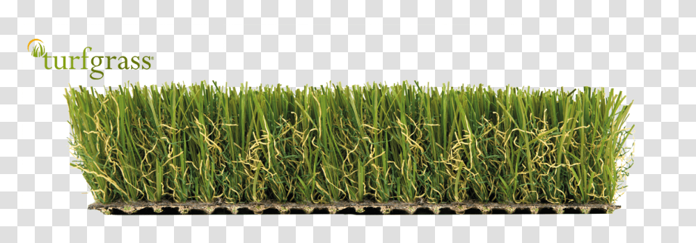 Sweet Grass, Plant, Produce, Food, Sprout Transparent Png