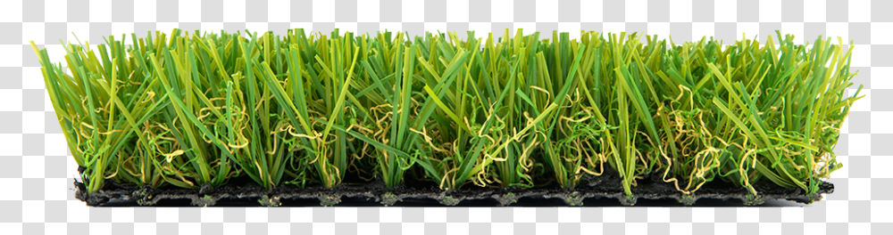 Sweet Grass, Plant, Sprout, Produce, Food Transparent Png