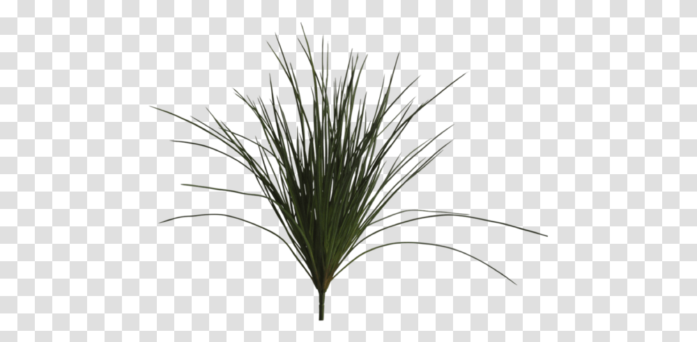 Sweet Grass, Plant, Tree, Flower, Blossom Transparent Png