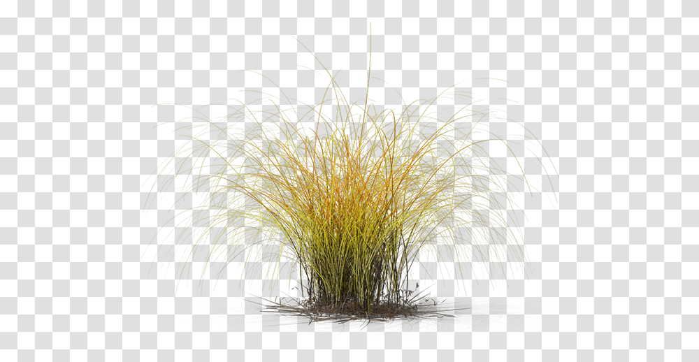 Sweet Grass, Plant, Vegetation, Bush, Water Transparent Png