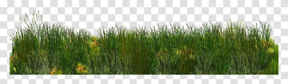 Sweet Grass, Plant, Vegetation, Lawn, Bush Transparent Png