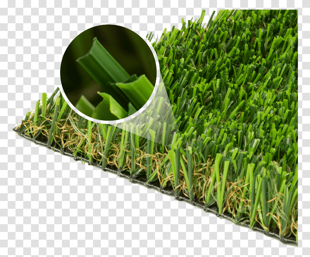 Sweet Grass, Plant, Vegetation, Produce, Food Transparent Png