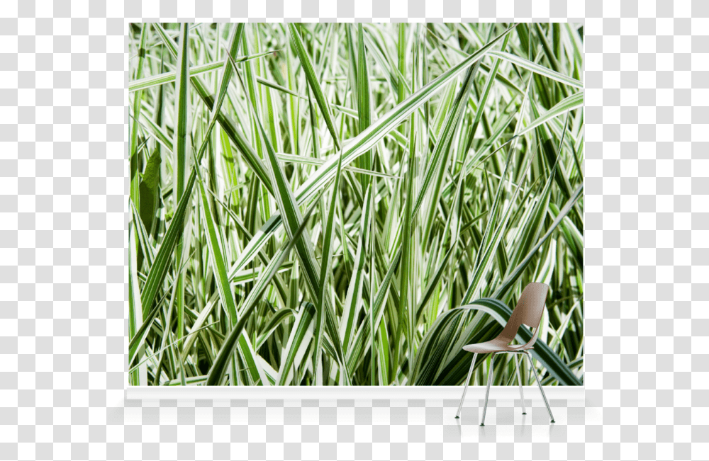 Sweet Grass, Plant, Vegetation, Stick, Bush Transparent Png