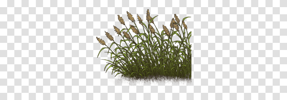 Sweet Grass, Vegetation, Plant, Nature, Outdoors Transparent Png