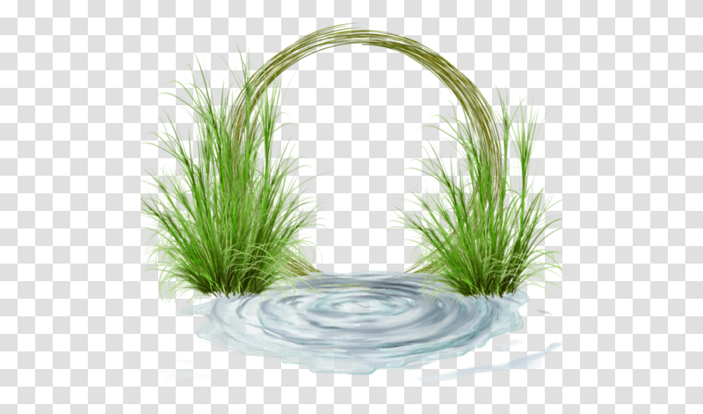 Sweet Grass, Water, Outdoors, Plant, Nature Transparent Png