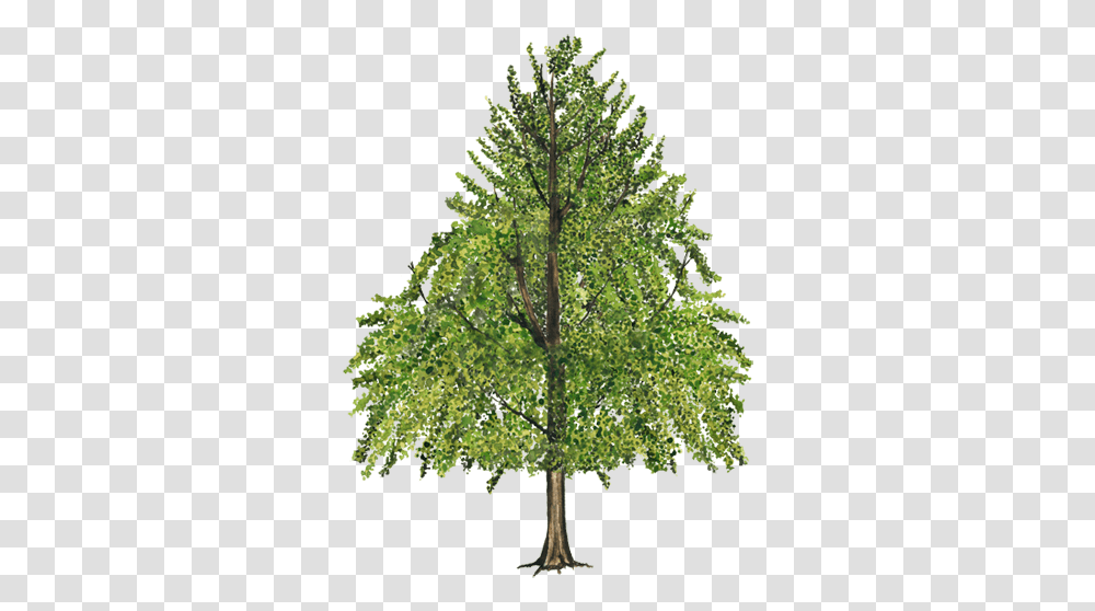 Sweet Gum Tree, Plant, Oak, Conifer, Sycamore Transparent Png