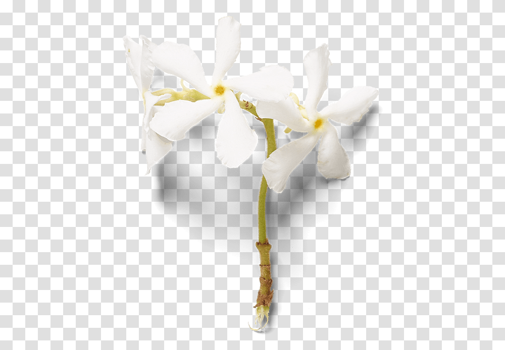 Sweet Jasmine Parfum D'interieur Artificial Flower, Plant, Blossom, Amaryllidaceae, Petal Transparent Png