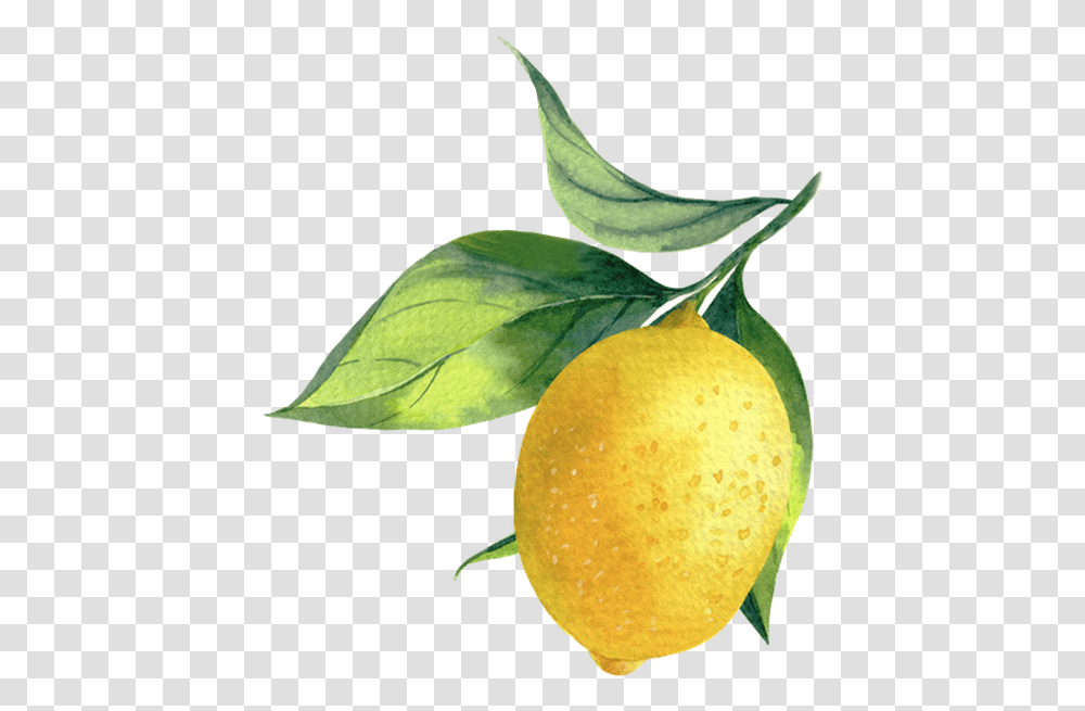 Sweet Lemon, Plant, Citrus Fruit, Food, Leaf Transparent Png