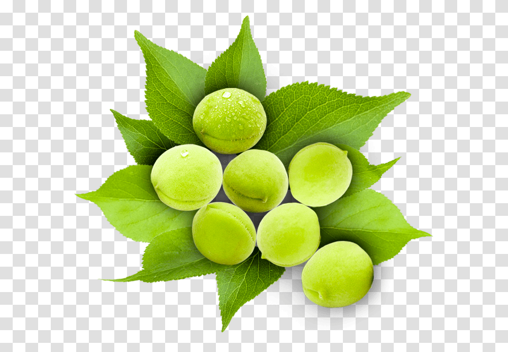 Sweet Lemon, Plant, Green, Fruit, Food Transparent Png