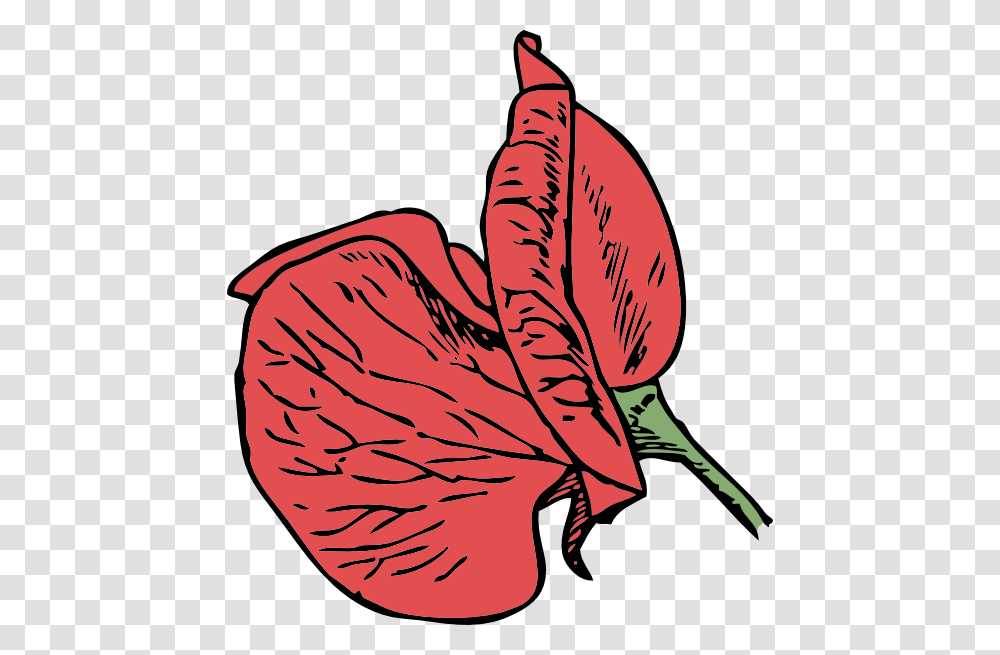 Sweet Pea Clip Art Free Vector, Plant, Petal, Flower, Leaf Transparent Png