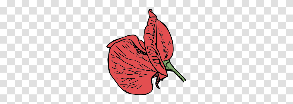 Sweet Pea Clip Art, Petal, Flower, Plant, Word Transparent Png