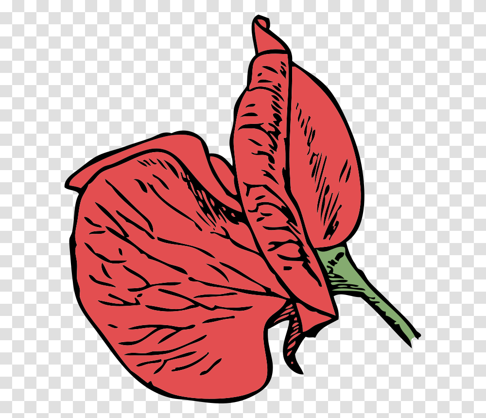 Sweet Pea Flower Clip Art, Plant, Petal, Blossom, Leaf Transparent Png
