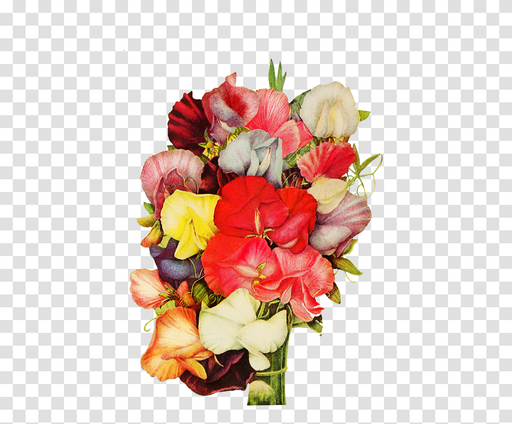 Sweet Pea Flowers Flower, Plant, Blossom, Flower Bouquet, Flower Arrangement Transparent Png