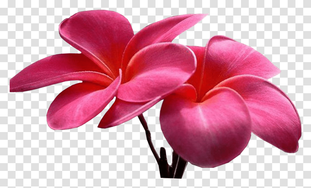Sweet Picture Of Flower Image With Flowers Pics Animation, Petal, Plant, Blossom, Geranium Transparent Png