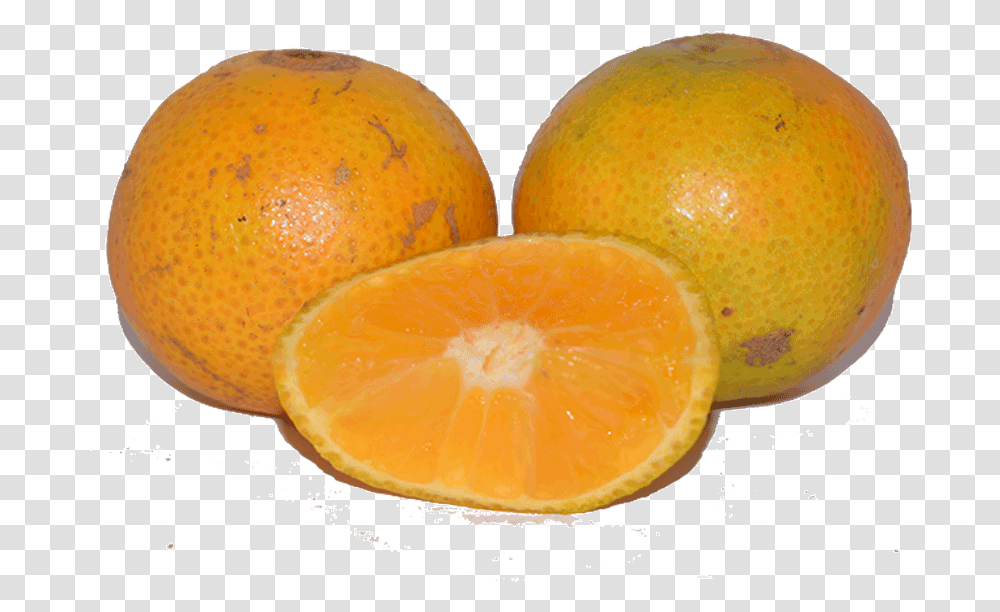 Sweet Pixie Oranges Valencia Orange, Citrus Fruit, Plant, Food, Grapefruit Transparent Png