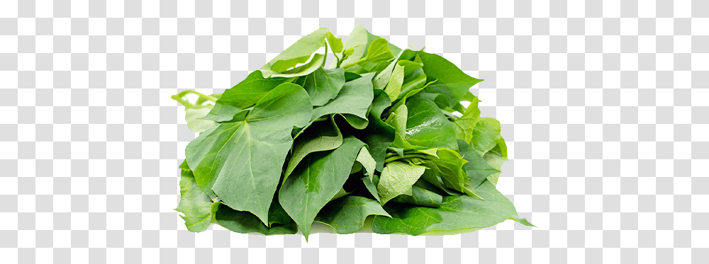 Sweet Potatoes Leaves, Leaf, Plant, Spinach, Vegetable Transparent Png
