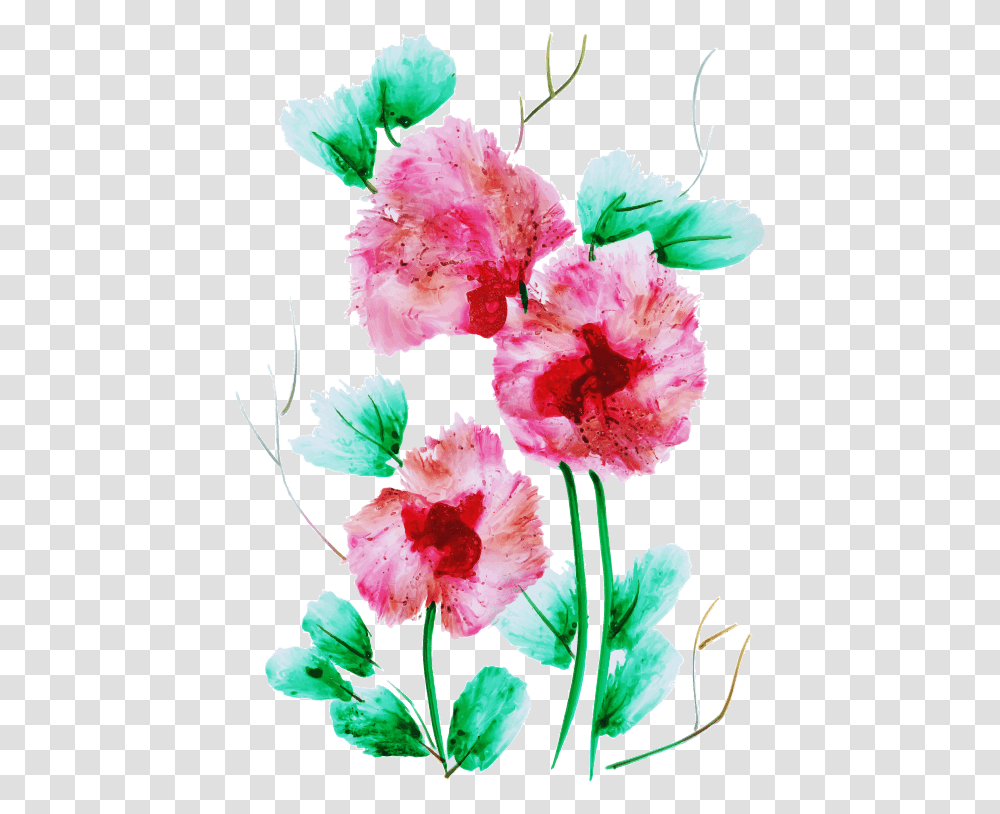 Sweet William, Plant, Carnation, Flower, Blossom Transparent Png