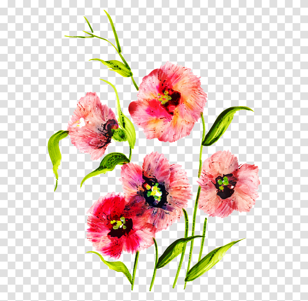 Sweet William, Plant, Flower, Blossom, Hibiscus Transparent Png