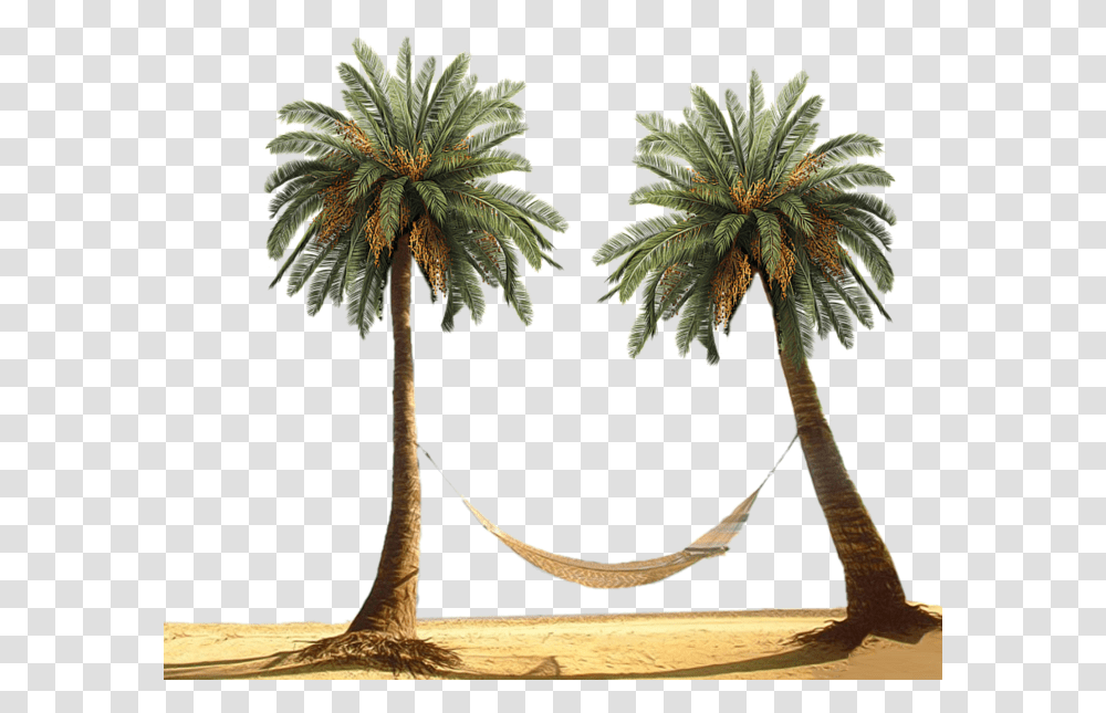 Sweeter Dreams Ramriddlz, Tree, Plant, Palm Tree, Arecaceae Transparent Png