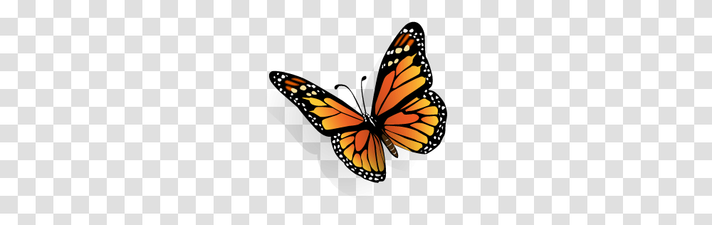 Sweetest Good Morning Quotes For Someone Special, Monarch, Butterfly, Insect, Invertebrate Transparent Png