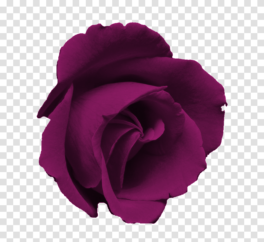 Sweetly Scrapped Free Flower Clip Art Images Purple Roses, Plant, Blossom, Geranium, Petal Transparent Png